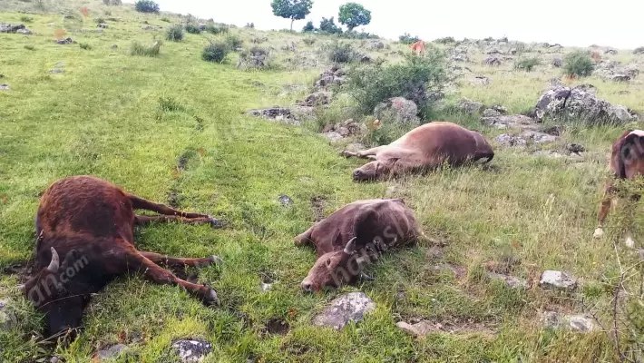 Առեղծվածային դեպք. հովիվը իր  կովերին, ցուլիկներին և երինջին հայտնաբերել է սատկած