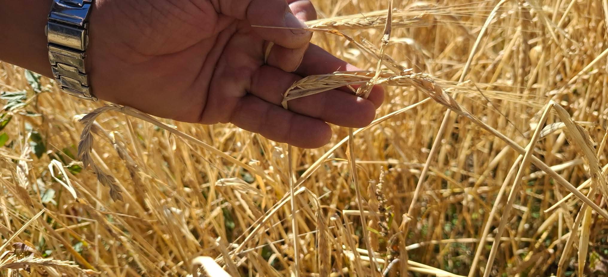 Կարկտահարությունից վնասված դաշտերում իրականացվել է վնասի չափի գնահատում. Ալագյազի համայնքապետարան