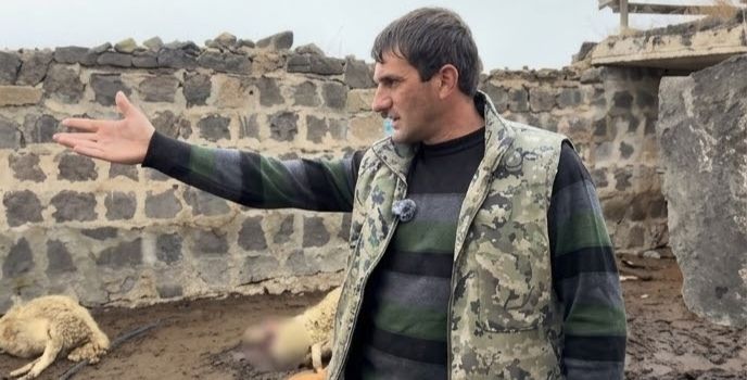 Գելը մտել, ցխել ա. Ջրամբար գյուղում գայլերի ոհմակը 51 ոչխար է հոշոտել