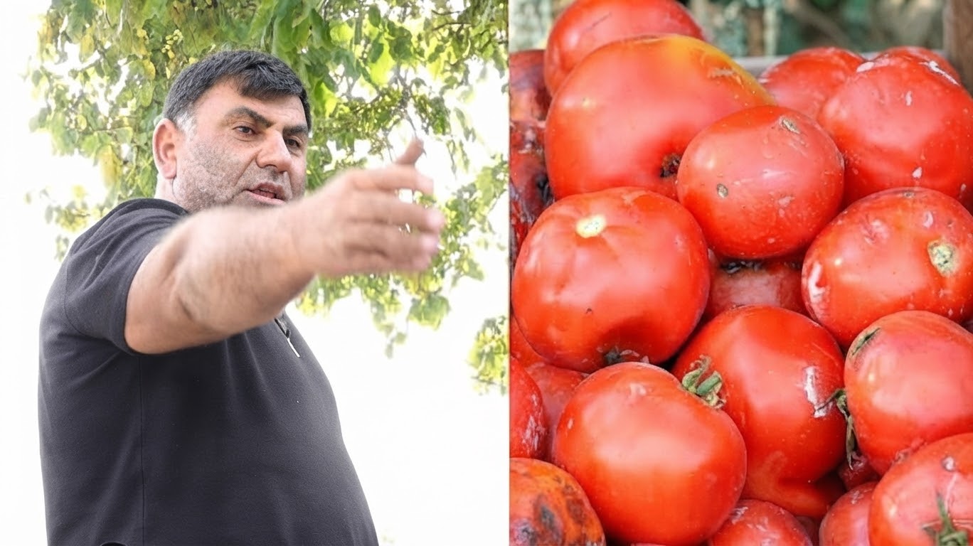 «Պրեմյա ստանալու փոխարեն թող մեզ օգնեն». գյուղացիները չեն կարողանում մթերել լոլիկը