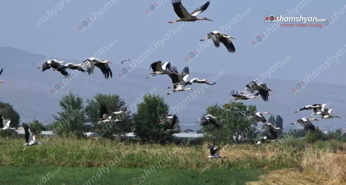 Որոշ անփույթ քաղաքացիների մեղքով, Արմավիրի մարզում խոտածածկ տարածքում առաջացած հրդեհի ճիրաններից հարյուրավոր արագիլներ հրաշքով փրկվեցին