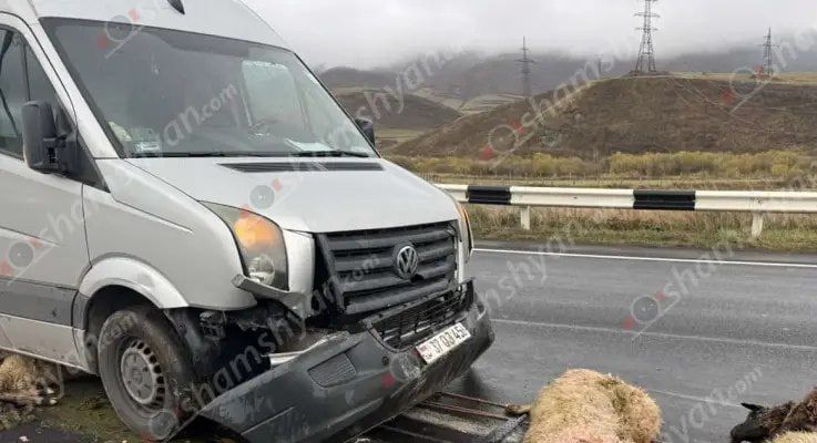 Սևանում «Volkswagen»-ը վրաերթի է ենթարկել 18 ոչխարի, մեծ մասը՝ մայրացու. բոլորը սատկել են