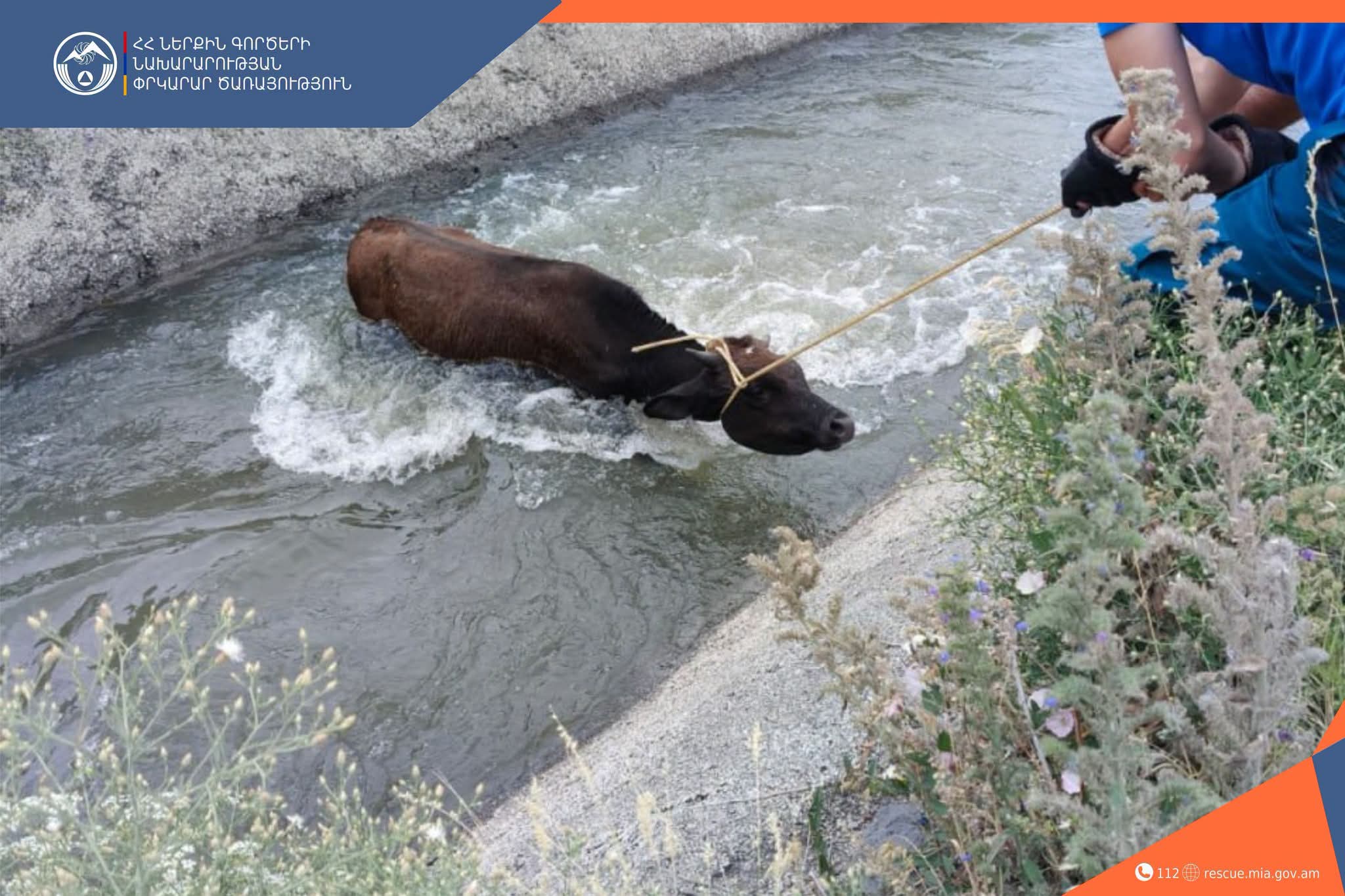 Փրկարարները կենդանուն դուրս են բերել ջրատարից