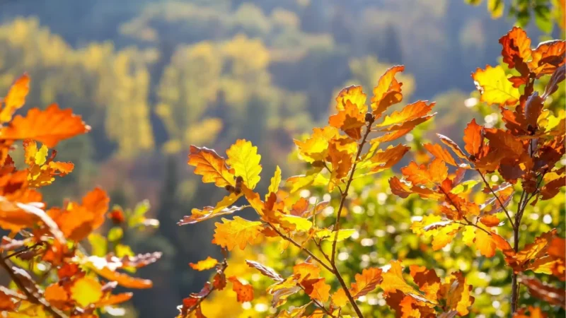 Օդի ջերմաստիճանը սեպտեմբերի 25-29-ին ցերեկային ժամերին աստիճանաբար կնվազի 7-9 աստիճանով