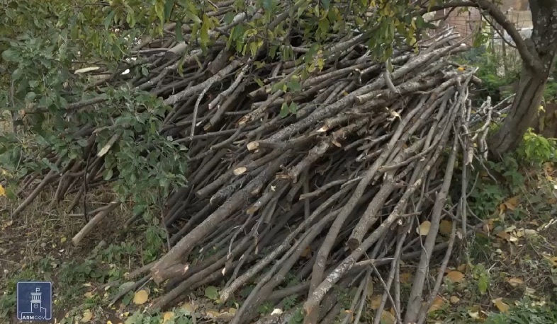 «Հրապարակ»․ Անտառից թափուկ վերցնելու քանակը 2 անգամ կրճատել են
